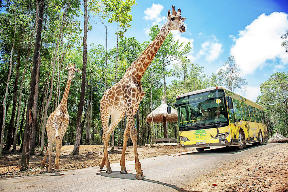 Vinpearl Safari Phu Quoc spans over 380 hectares as Vietnam's first open-zoo safari park, home to over 3,000 animals in natural habitats 